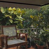 Aleko Moroccan Semi-Cassette Motorized Patio Awning - Desert Sand - 13 x 10 Feet